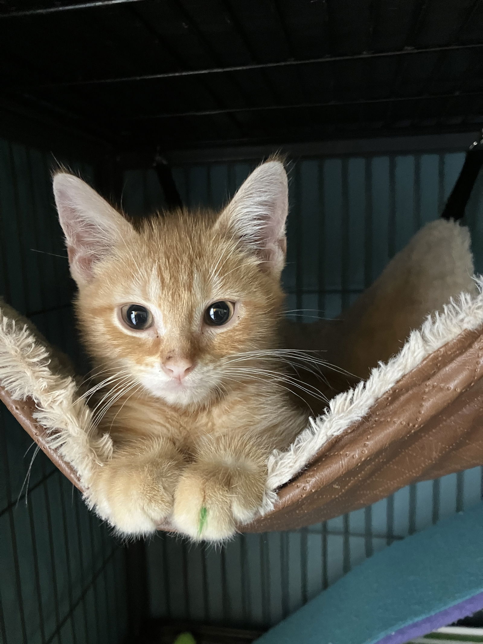 adoptable Cat in Kohler, WI named Brendan Gleeson