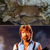 Chuck Norris