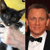 Daniel Craig