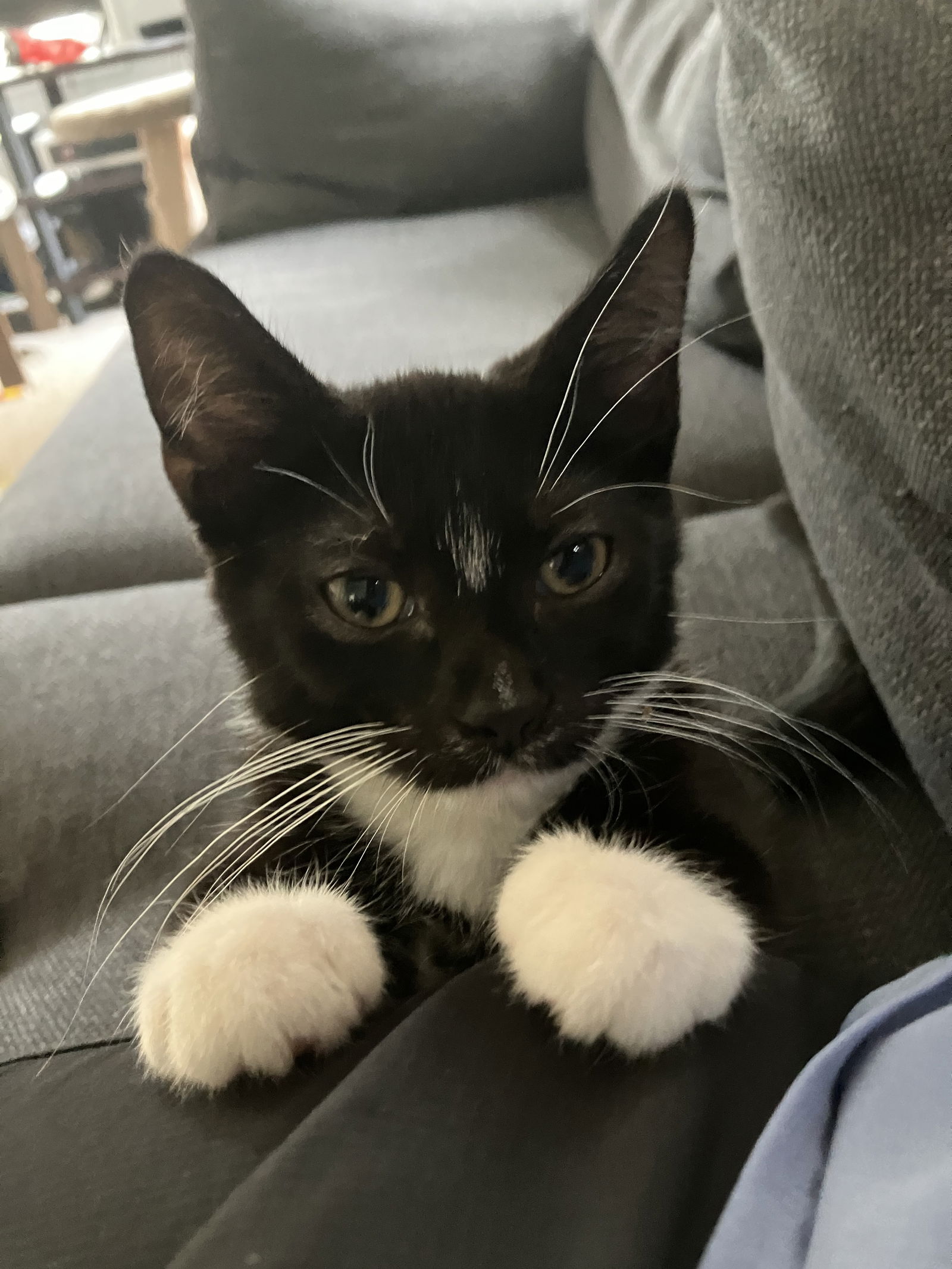 adoptable Cat in Kohler, WI named Pierce Brosnan