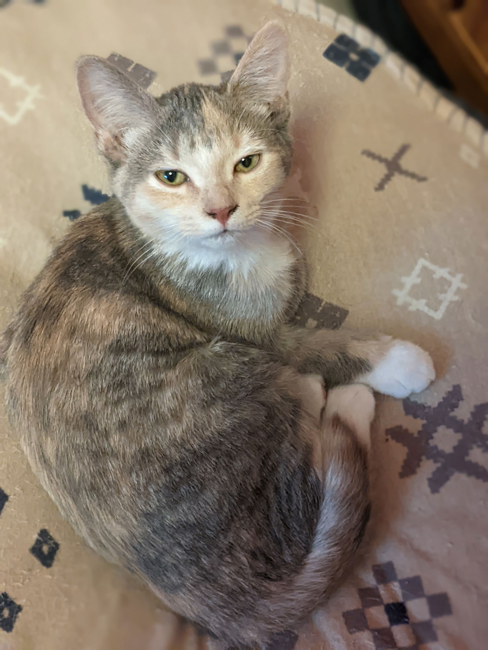 adoptable Cat in Kohler, WI named Thelma