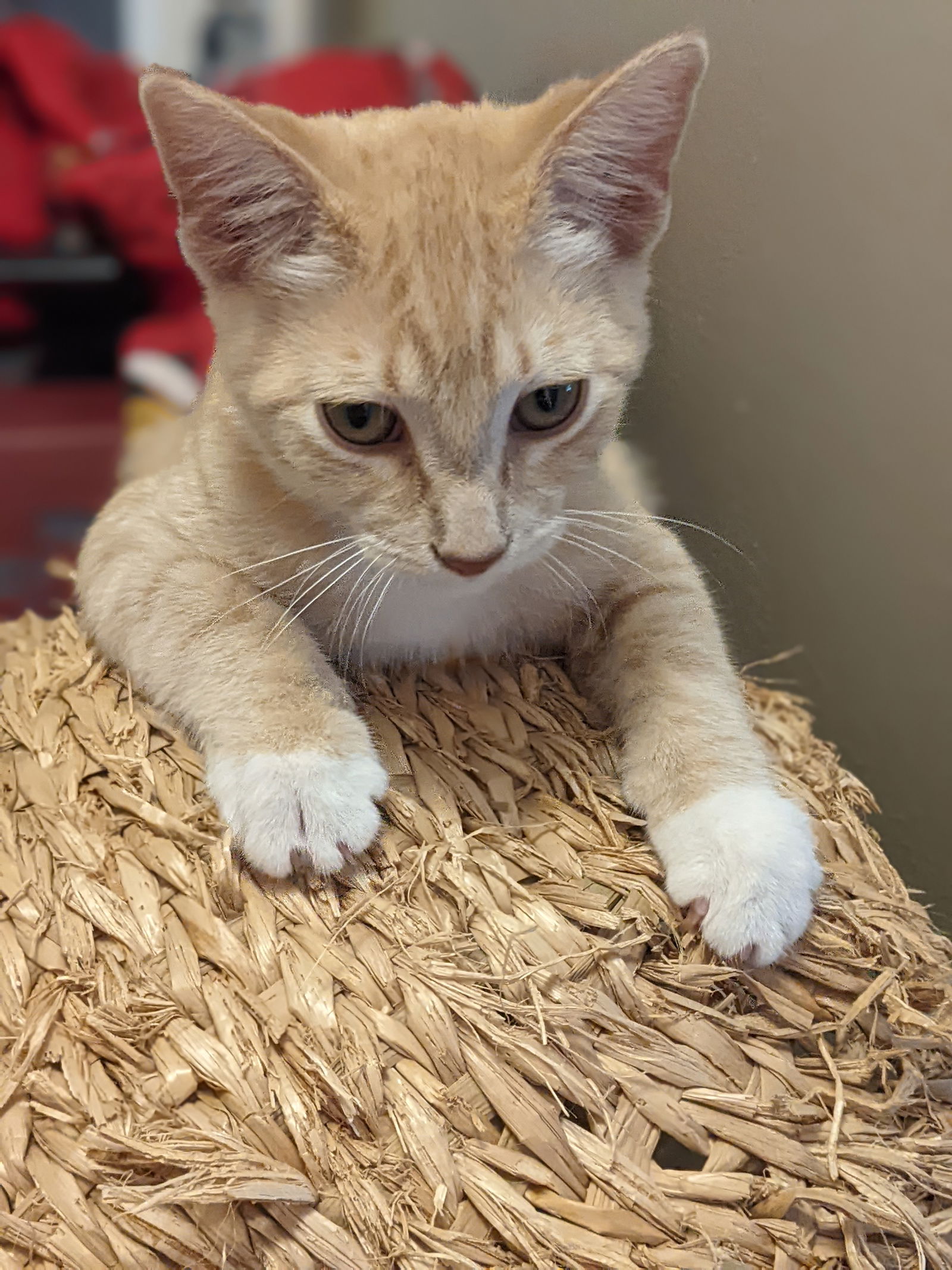 adoptable Cat in Kohler, WI named J.D.