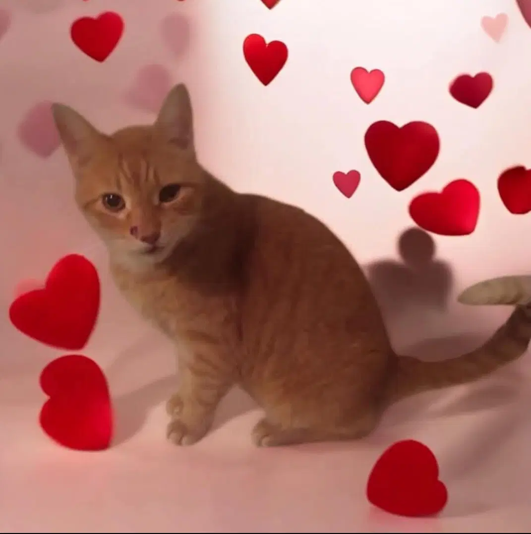 Aiden - Domestic Short Hair
