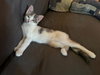 Iris - Photo 2