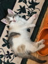 Iris - Photo 4