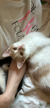 Lily - Photo 1