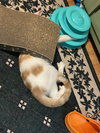 Lily - Photo 2