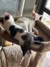 Lily - Photo 4