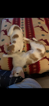 Lily - Photo 5