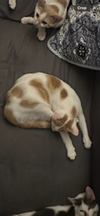 Lily - Photo 6