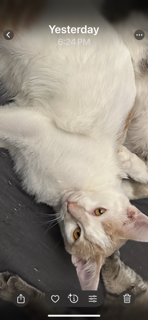 BIRCH - Domestic Short Hair available for adoption