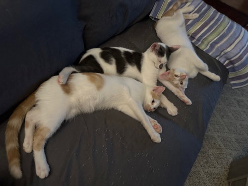 FINN - Domestic Short Hair available for adoption