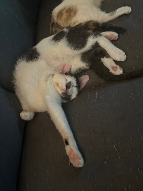 Finn