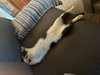 Finn - Photo 4