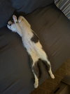 Finn - Photo 5