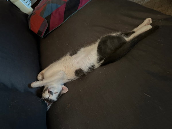 Finn