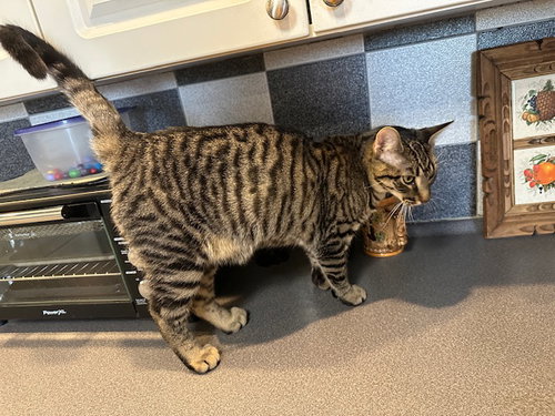 Brownie, an adoptable American Shorthair in Kohler, WI