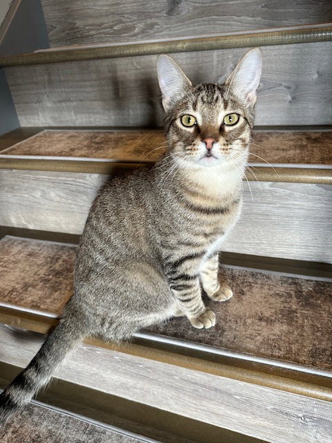 Fudge, an adoptable American Shorthair in Kohler, WI