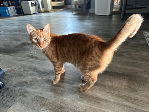 Cookie, an adoptable American Shorthair in Kohler, WI