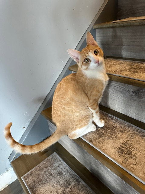 Cheesecake, an adoptable American Shorthair in Kohler, WI