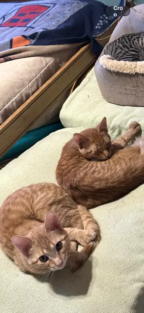 Custard - American Shorthair