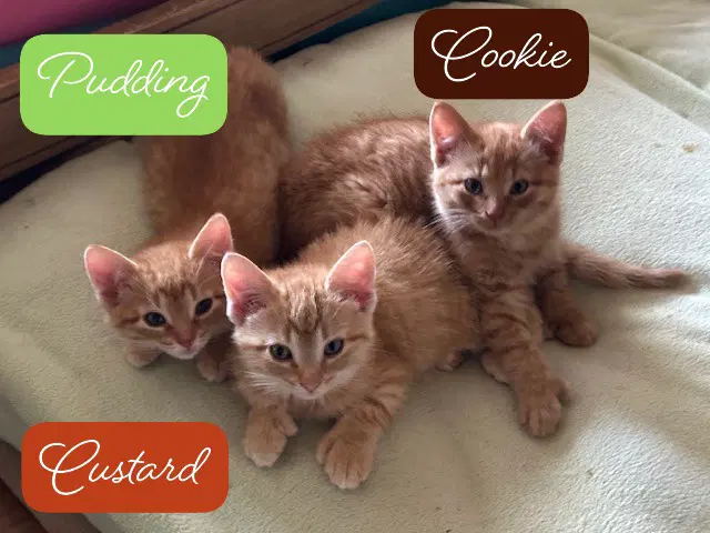 Custard image 4
