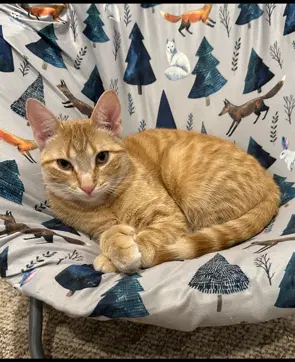 Pudding - American Shorthair