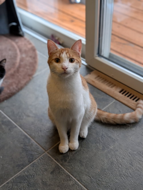 picture of the cat needing adoption