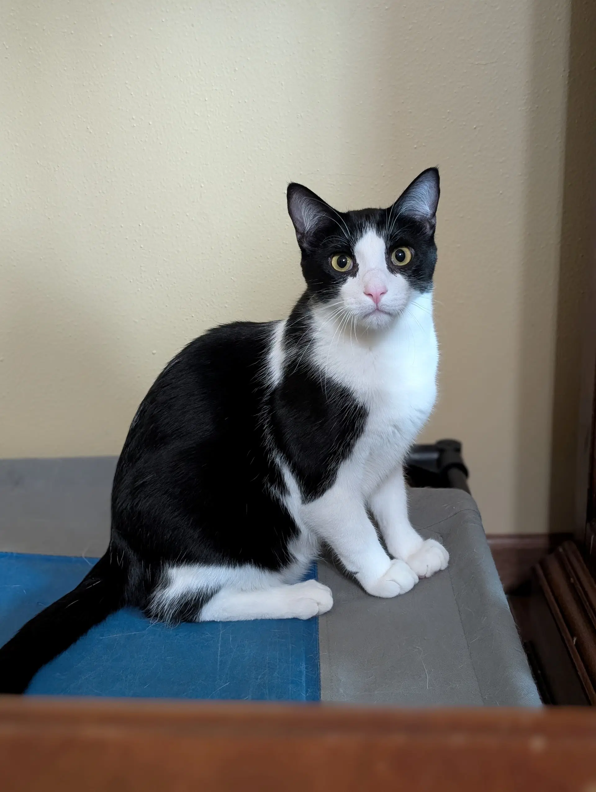Willie - Domestic Short Hair