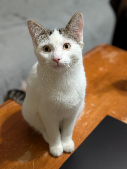 picture of the cat needing adoption