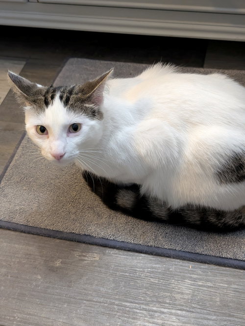 picture of the cat needing adoption
