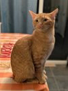 Milo - Photo 1