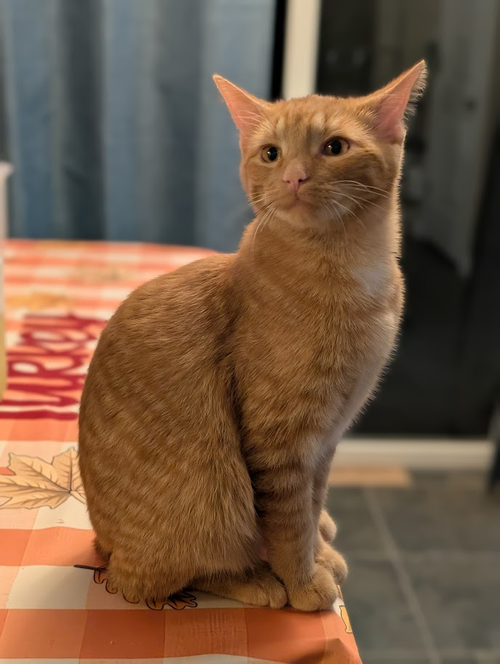 picture of the cat needing adoption