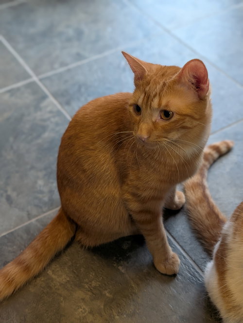 picture of the cat needing adoption