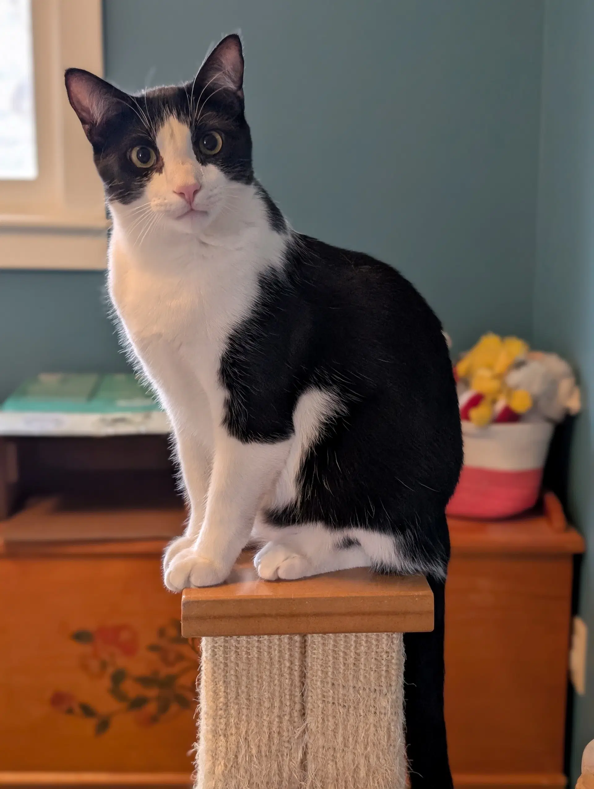 Miss Iris - Domestic Short Hair