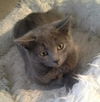 Dusty (Chinch)
