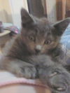 Dusty (Chinch)
