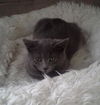 Dusty (Chinch)