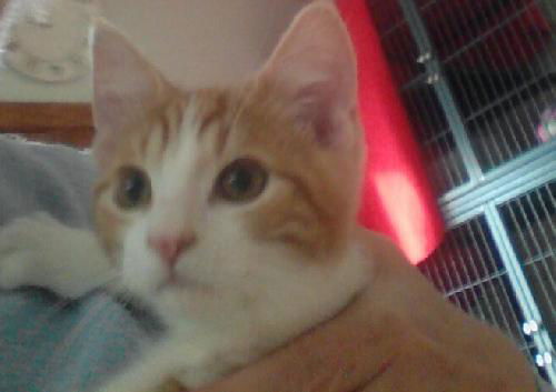 Punkin