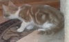Punkin