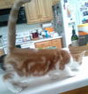 Punkin