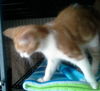 Punkin