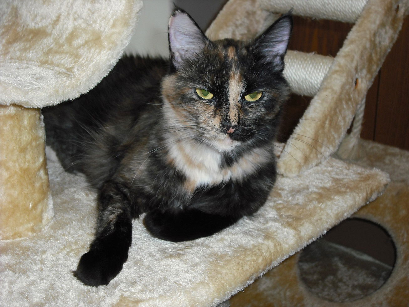 adoptable Cat in Kohler, WI named Georgie Girl