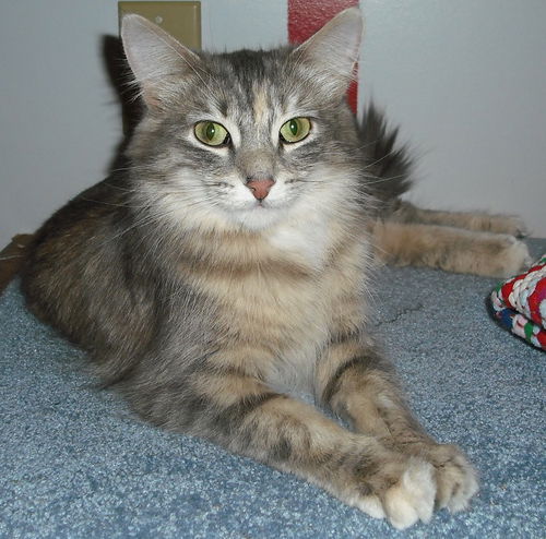 Sophia
