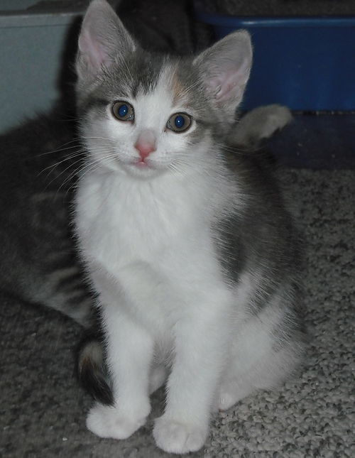 Blossom (Esther)