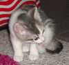 Blossom (Esther)