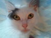 Dottie
