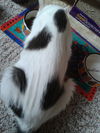 Dottie