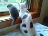 Dottie