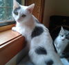 Dottie